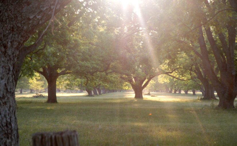 The Pecan and America 250